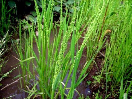 Трава зубровка – полезные свойства, противопоказания и особенности применения